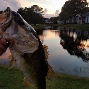 Meet your Posher, Paul